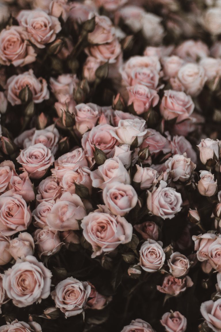 a close up image of a vast amount of pale blush pink roses.