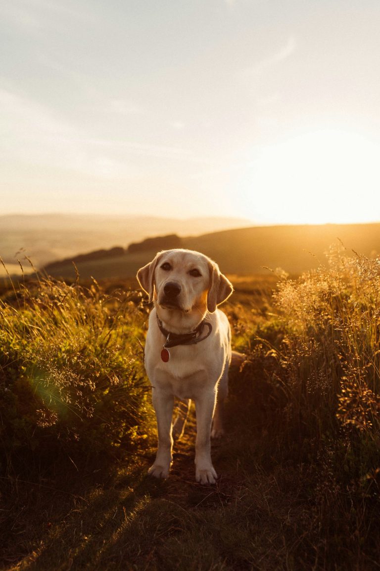 a yellow golden labrador pictured on a hill top surrounded by greenery and light-cloud sky.